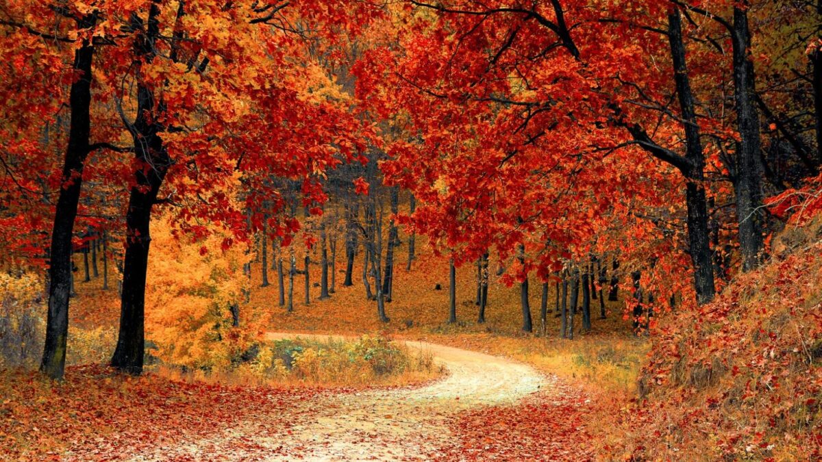 Herbstferien 2025 in Österreich: Alles, was Sie wissen müssen