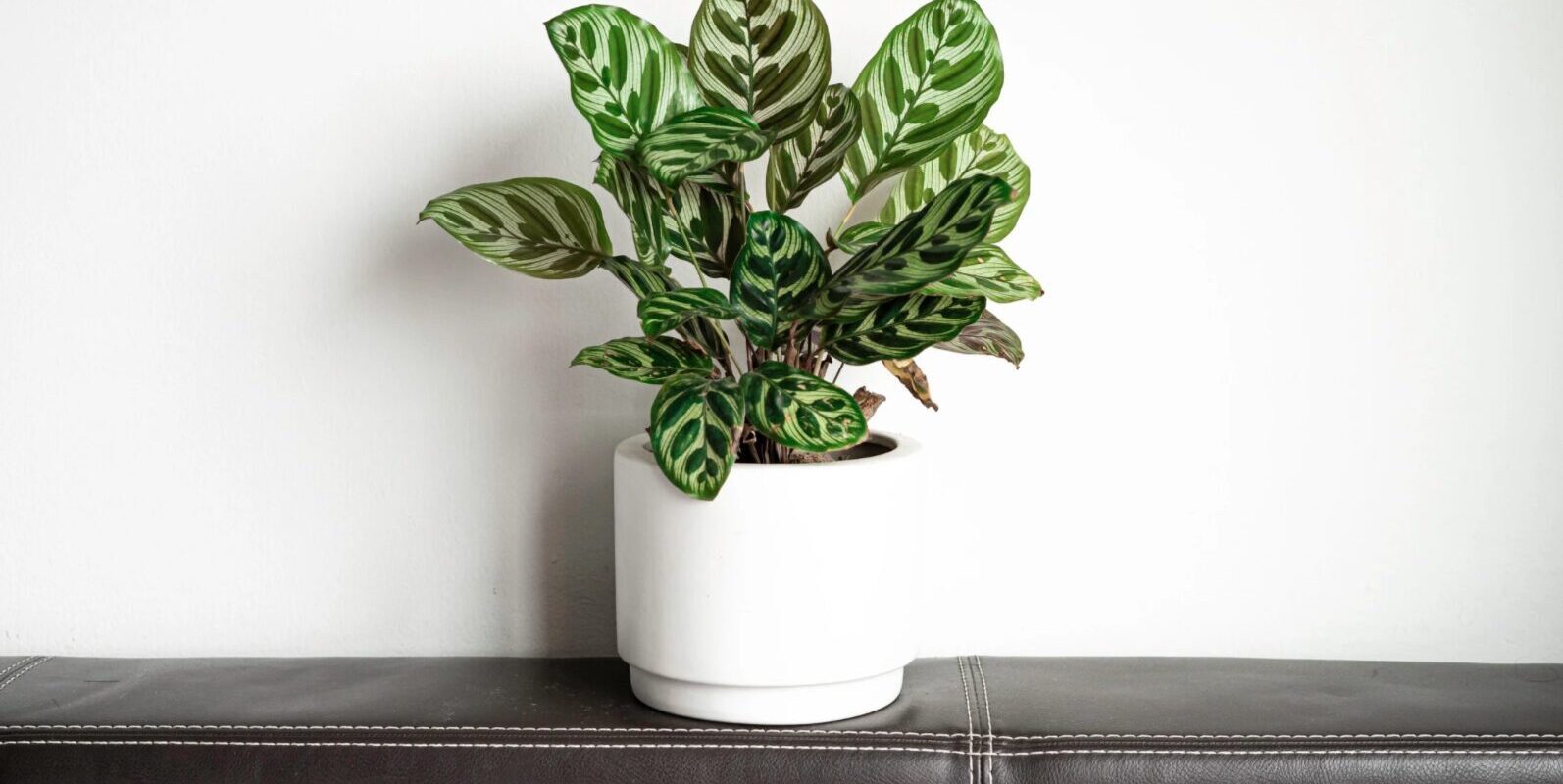 Ist Calathea giftig für Katzen? Alles, was du über die sichere Pflege dieser tropischen Pflanze wissen muss