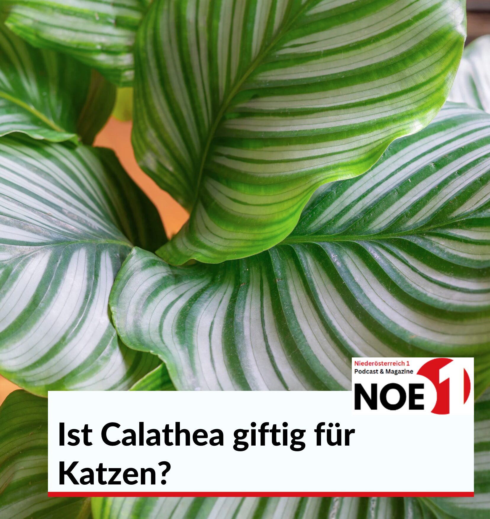 Ist Calathea giftig für Katzen?