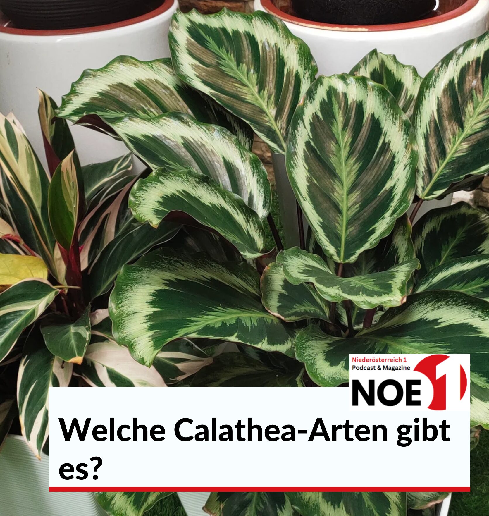 Welche Calathea-Arten gibt es?