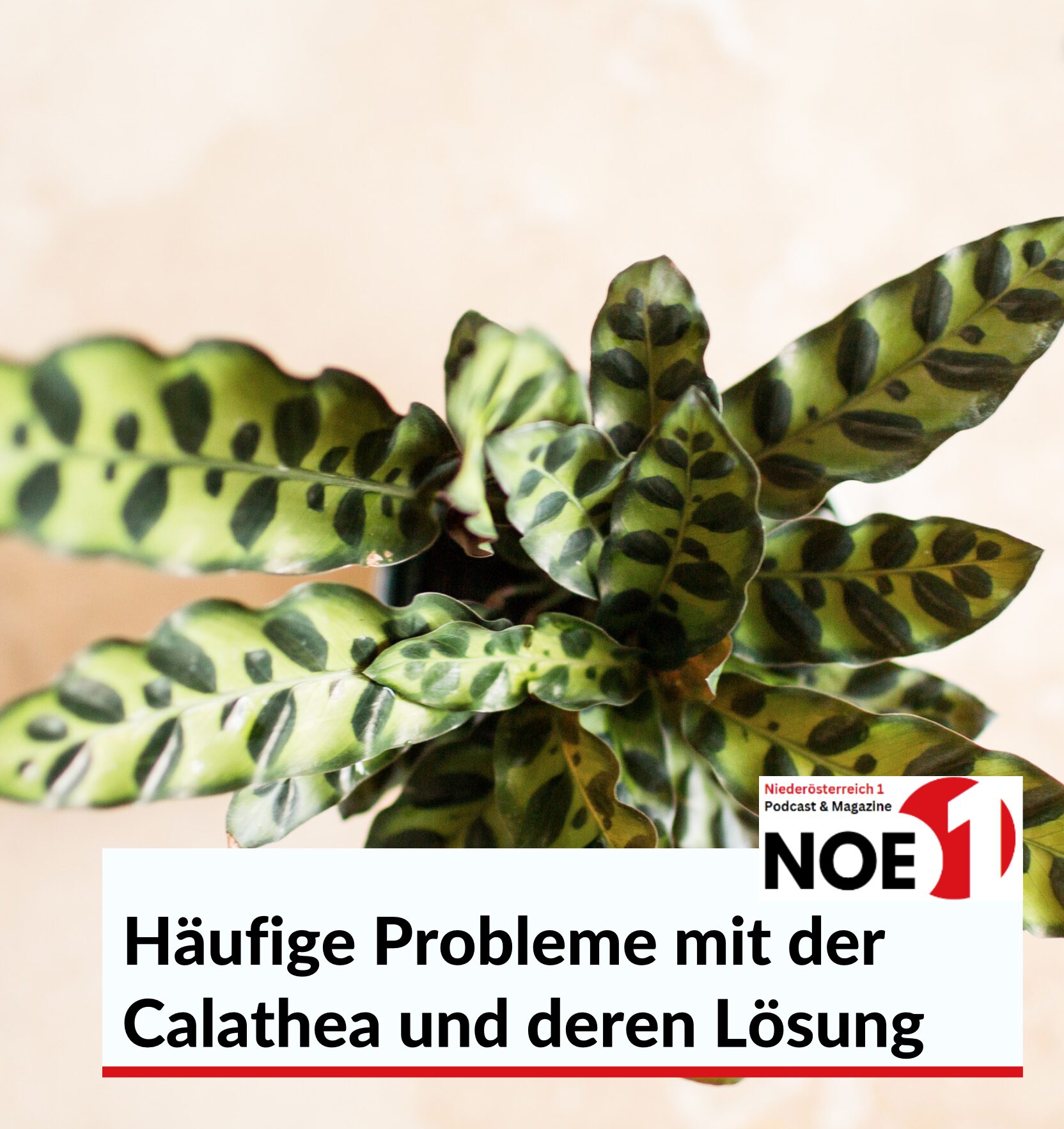 Häufige Probleme mit der Calathea und deren Lösung