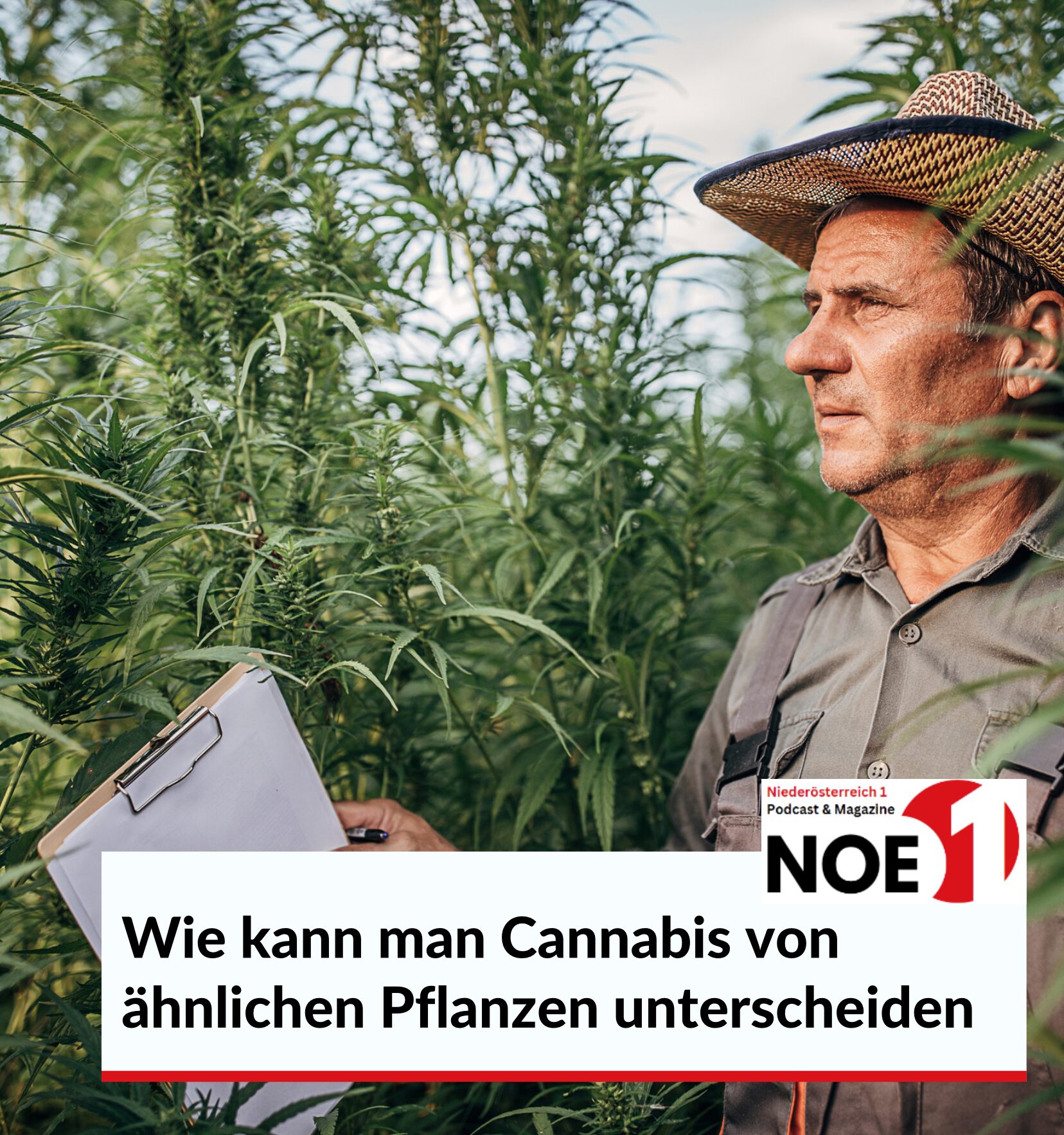 Wie kann man Cannabis von ähnlichen Pflanzen unterscheiden?
