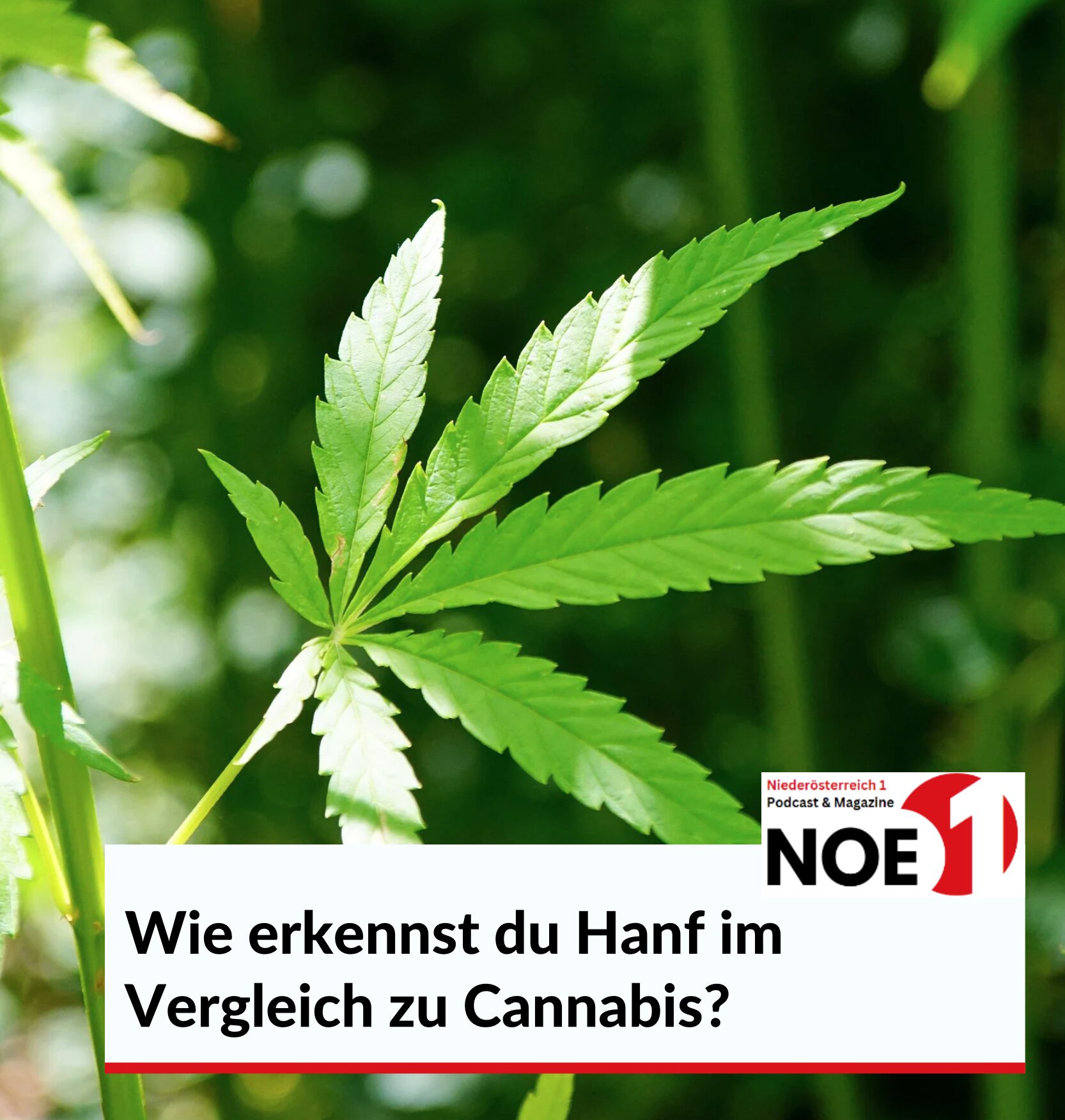Wie erkennst du Hanf im Vergleich zu Cannabis?