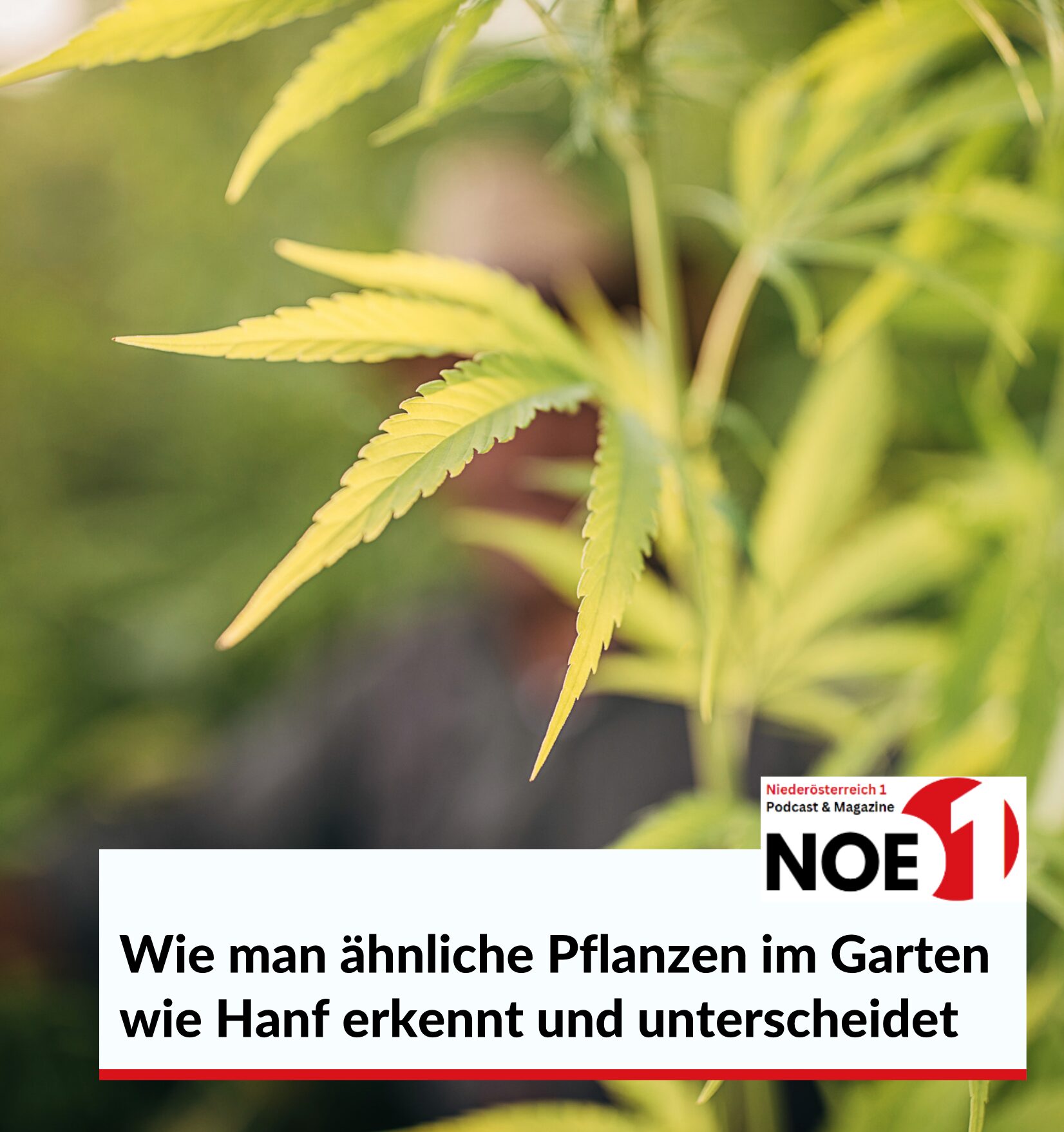 Wie man ähnliche Pflanzen im Garten wie Hanf erkennt und unterscheidet