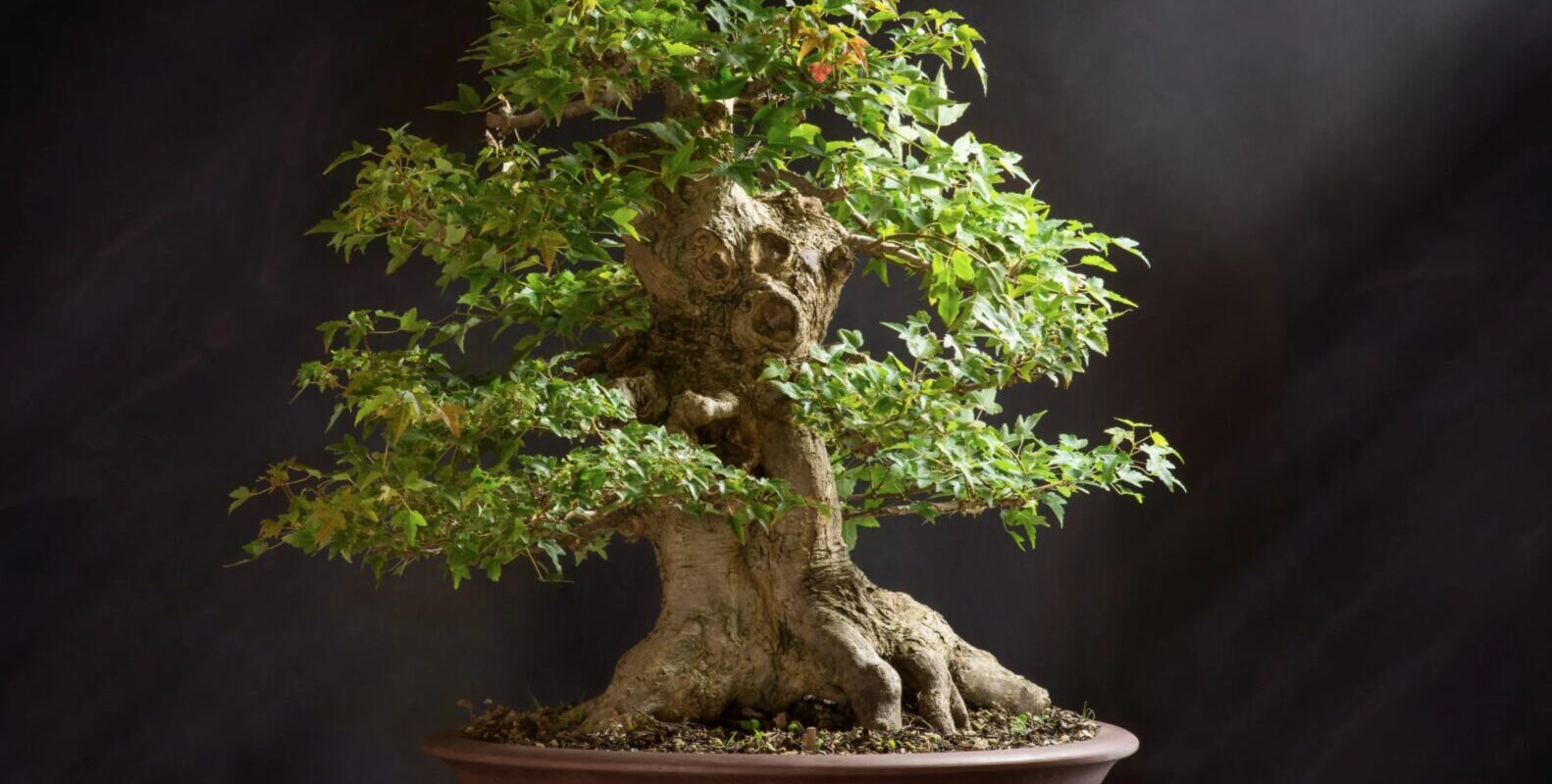 Ficus Ginseng Pflege im Winter: Pflege und Tipps