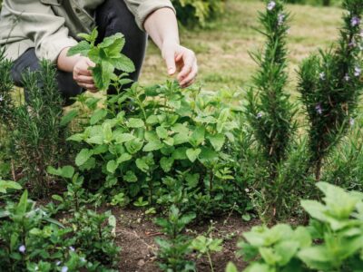 Welche Kräuter sind winterhart? Tipps für die richtige Pflege im Winter