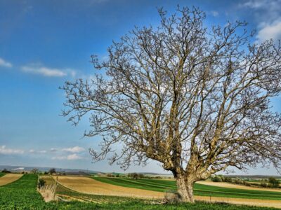 Ist ein Walnussbaum im Garten verboten? Alles, was Sie wissen müssen