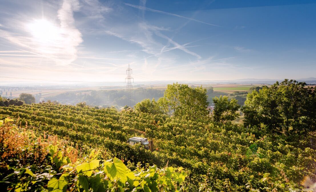 Weingut Kopp: Familientradition mit Herz und Hingabe