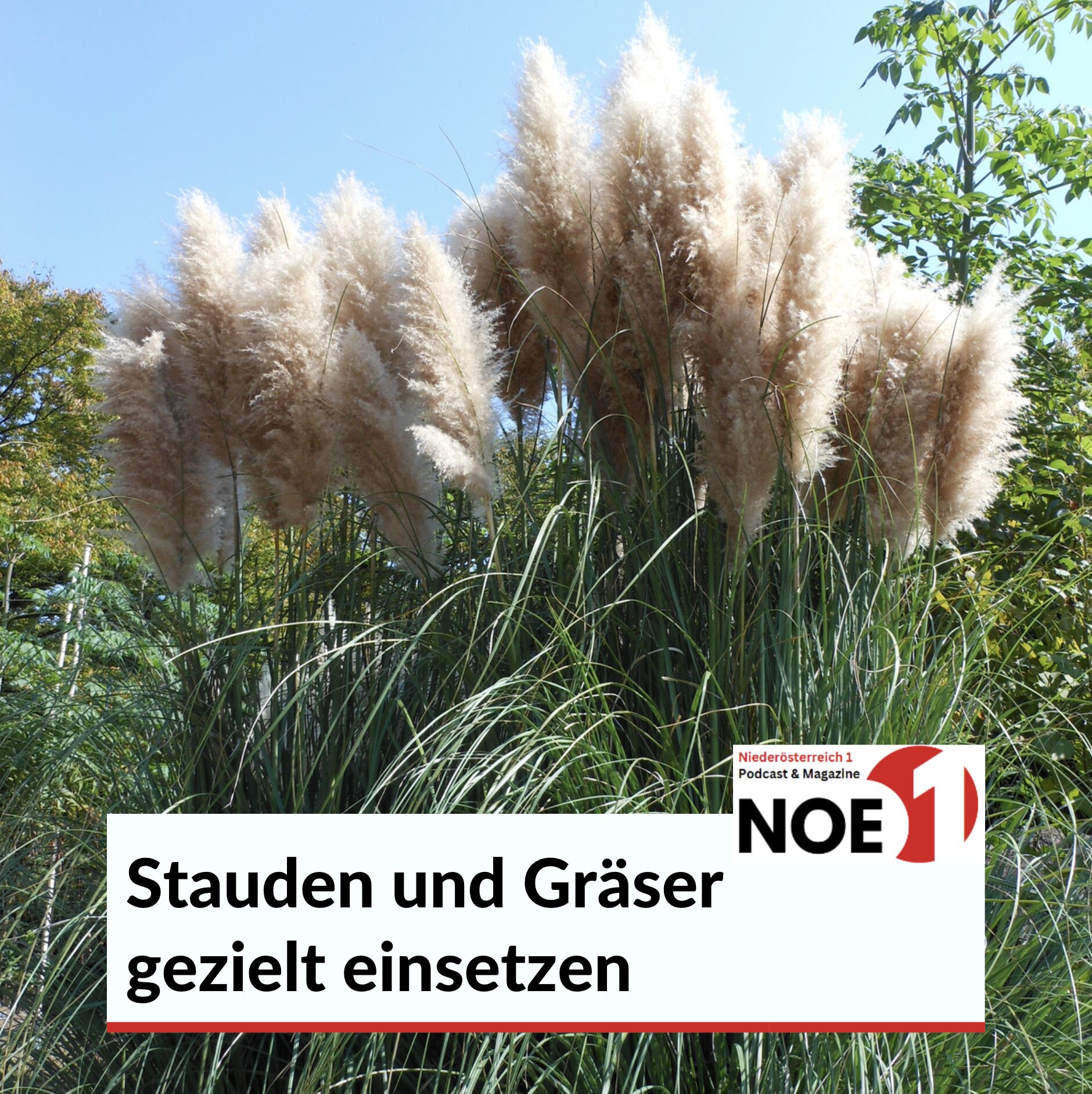 Stauden und Gräser gezielt einsetzen