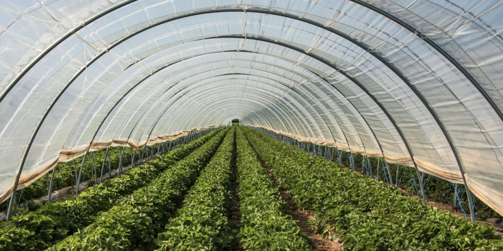 Smarte Landwirtschaft