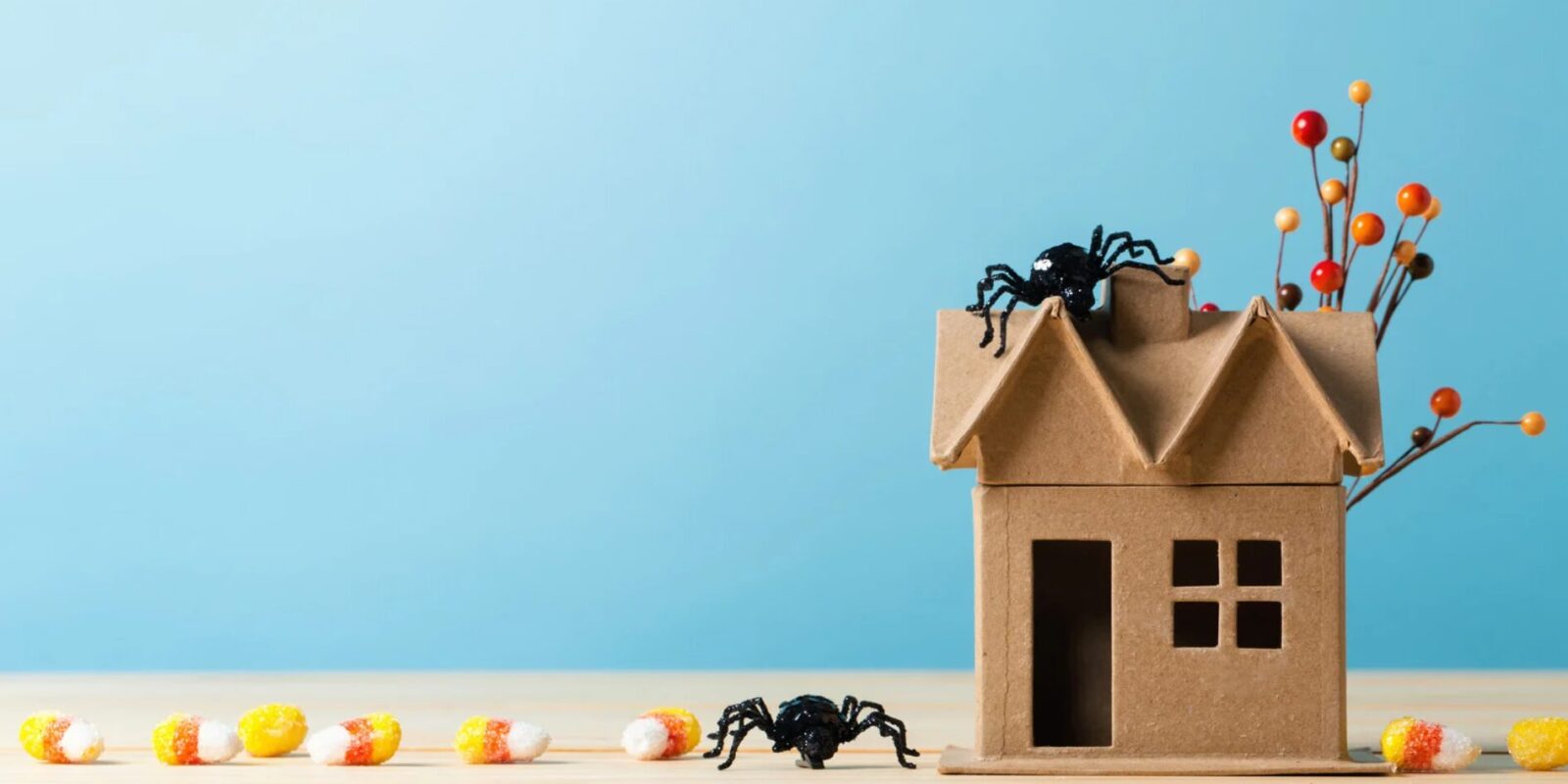 Mit dieser Pflanze kommt keine Spinne mehr ins Haus