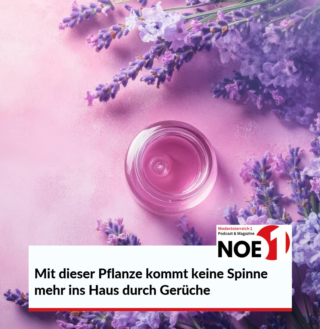 Mit dieser Pflanze kommt keine Spinne mehr ins Haus durch Gerüche