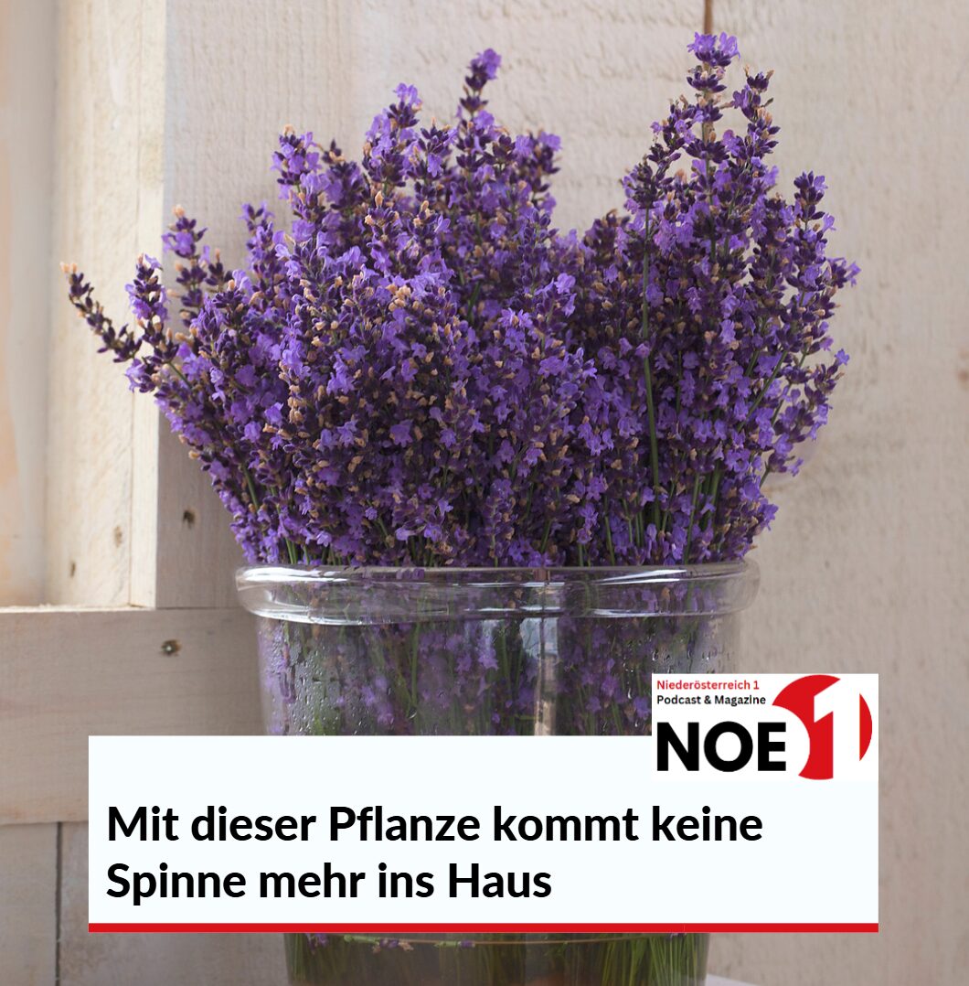 Mit dieser Pflanze kommt keine Spinne mehr ins Haus