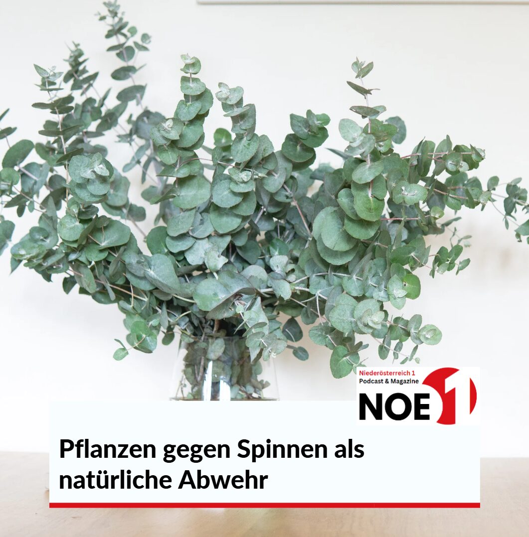 Pflanzen gegen Spinnen als natürliche Abwehr