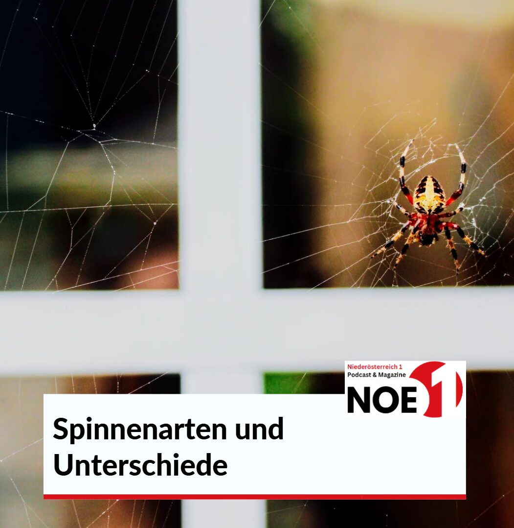 Spinnenarten und Unterschiede