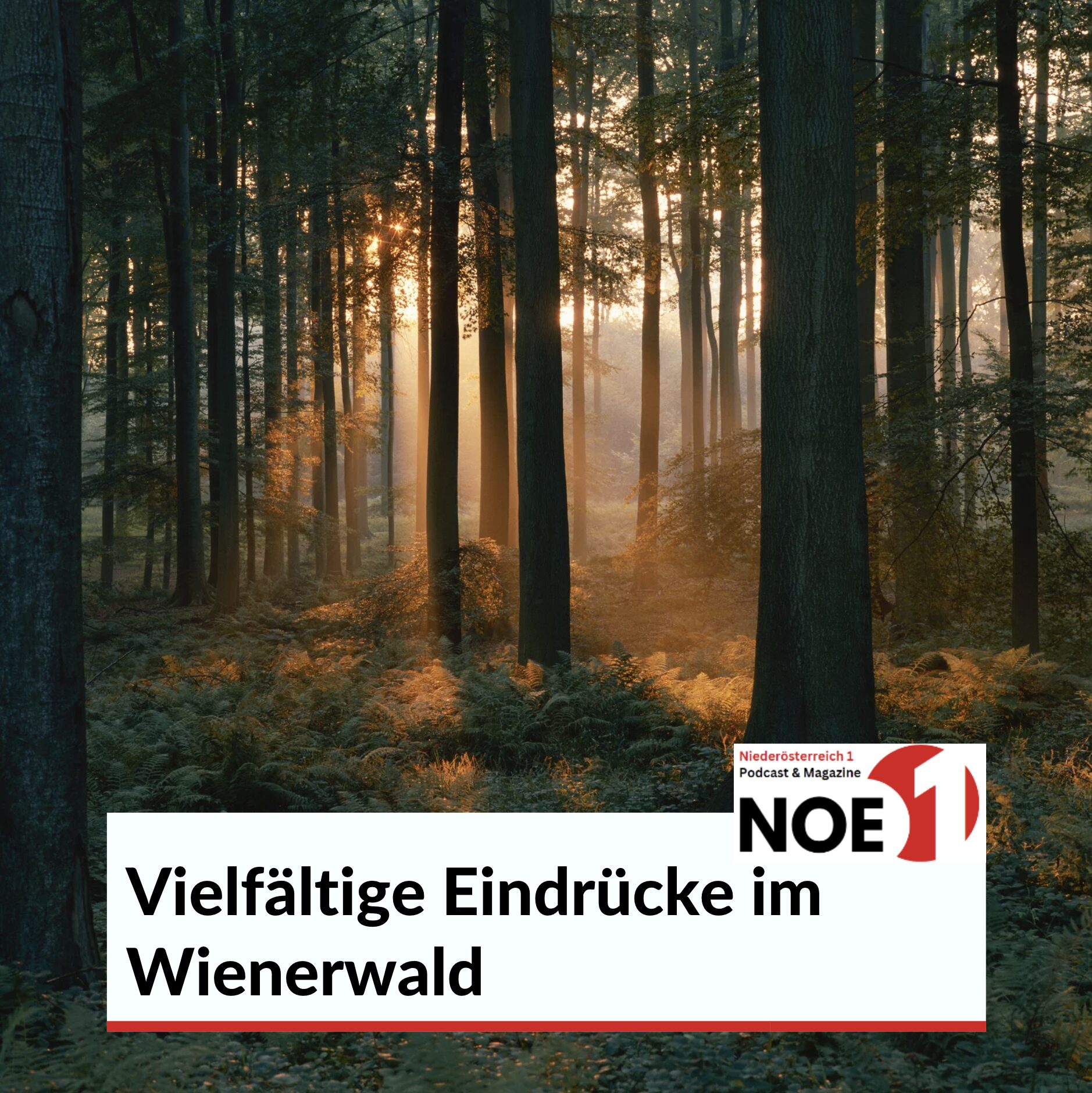 Tagesausflüge rund um Wien im Wienerwald