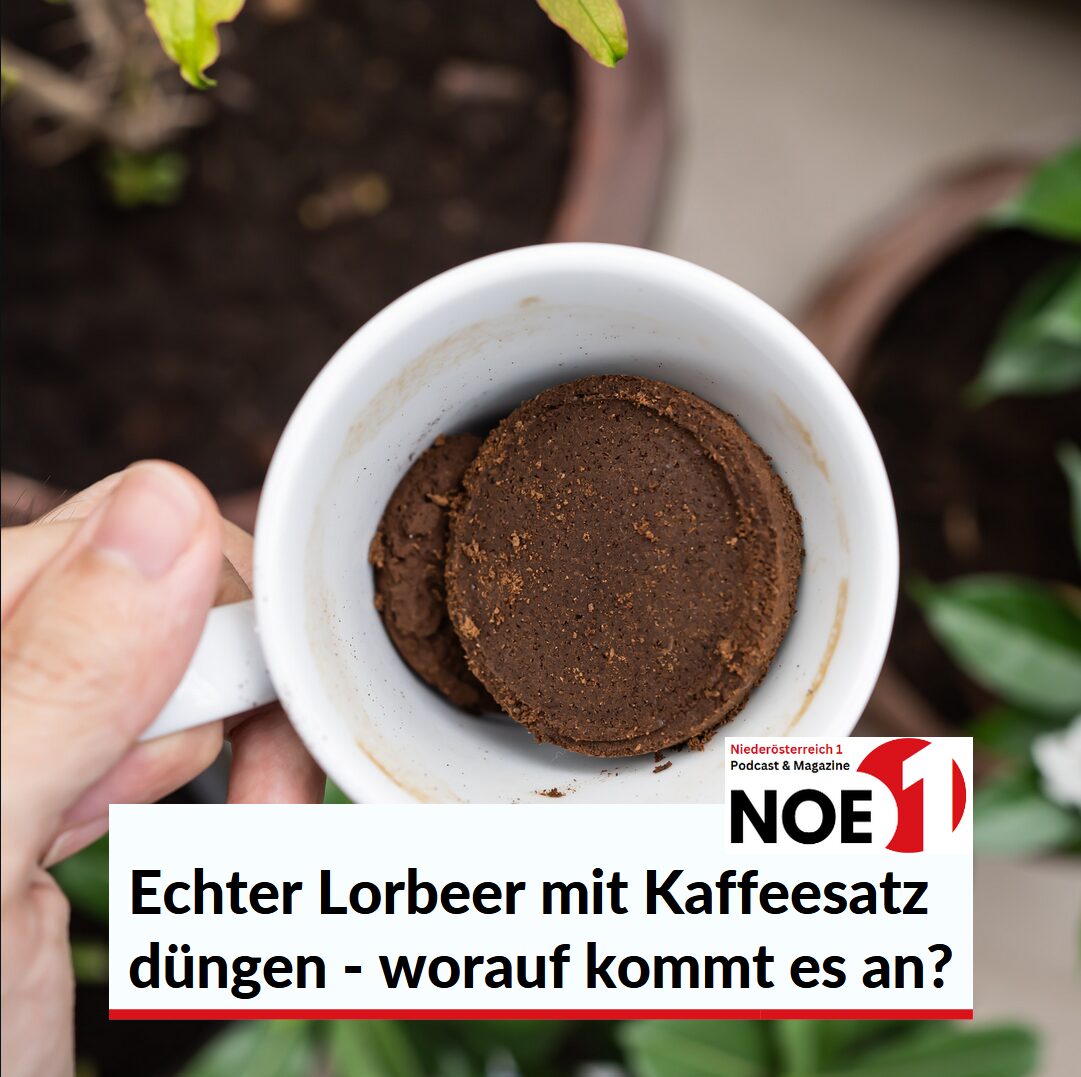 Echter Lorbeer mit Kaffeesatz dngen? Lorbeer, Kirschlorbeer