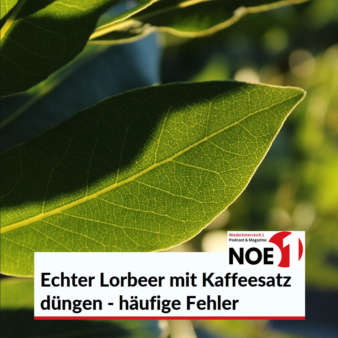 Echter Lorbeer mit Kaffeesatz dngen? Lorbeer, Kirschlorbeer